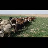 میش  قوچ بره  قوچ بره ماده پلنگی|حیوانات مزرعه|تربت‌حیدریه, کلاته توکلی|دیوار