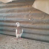 طوقی شازده نر|پرنده|شیراز, مسلم|دیوار