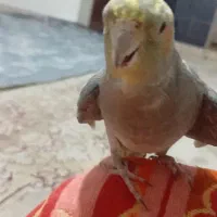 گمشده