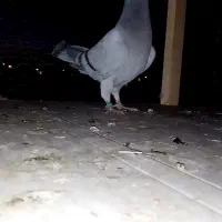 کبوتر پاکستانی