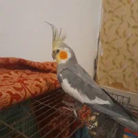 پرنده عروس هلندی نر