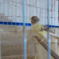 قناری ماده