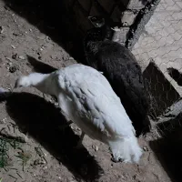 جوجه طاووس|پرنده|مشهد, کوثر|دیوار