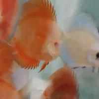 دیسکس ۲.۵تا۳.۵اینچ