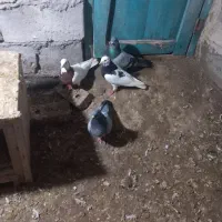 فروش ۳ عدد کبوتر