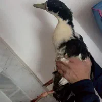 فروش فوری اردک نر ۲۵۰