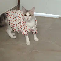 واگذاری گربه DSH
