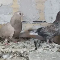 یک جفت نروماده