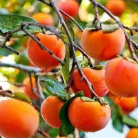 پیشفروش نهال شناسه دار خرمالو