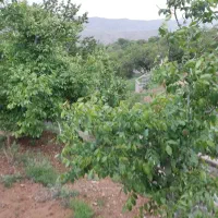 باغ|فروش دفتر صنعتی، کشاورزی، تجاری|مرند, |دیوار
