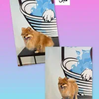 کوتاهی و شستشو انواع حیوانات خانگی