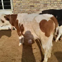 چند راس گوساله ماده