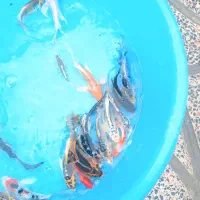 پخش بچه مآهی کُوی یال دار تک رنگ در ایران|ماهی|خمینیشهر, |دیوار