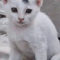 واگذاری بچه گربه