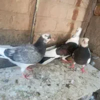 کبوتر|پرنده|نجف‌آباد, صالح آباد|دیوار