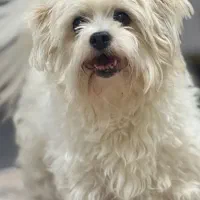 سگ شیتزو مالتیر