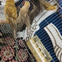 تعدادی قناری نر جوان|پرنده|کرمان, |دیوار