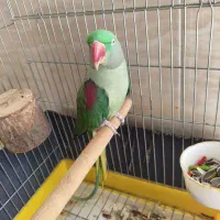 شاه طوطی بالغ ماده