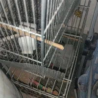 قفس عروس هلندی تمیز.