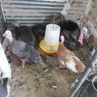 تخم بوقلمون سالم وبه شرط نطفه|حیوانات مزرعه|دزفول, |دیوار