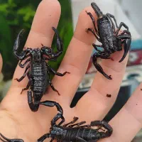 آکواریوم ماهی|ماهی|اردبیل, |دیوار