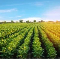 5هزار-متر-زمین-صدرا-بهترین-جای-منطقه