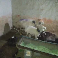 میش بابره
