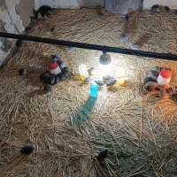 بلدرچین گوشتی
