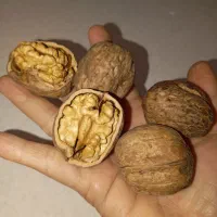 گردو درجه یک زرقان
