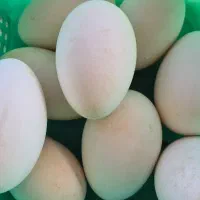 تخم قوغاز اصیل