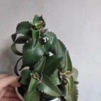 حرااج گل|حراج|اردبیل, |دیوار