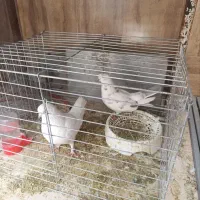 کبوتر معاوضه