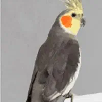 پرنده