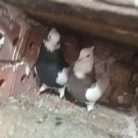 20‌طوقی‌‌همه‌تو‌فیلم‌موجوده