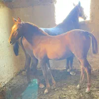 کره ماده استثنایی|اسب و تجهیزات اسبسواری|مرودشت, بهارستان|دیوار