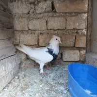 ۱۲۰۰|پرنده|خمینی‌شهر, |دیوار