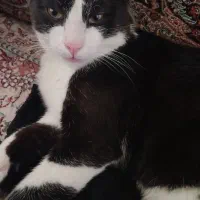 گمشده گربه نره هرکی پیداش کنه شیرینه تپل بهش میدم