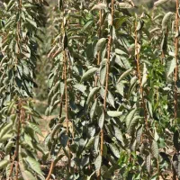 نهال گیلاس تکدانه مشهد|خدمات باغبانی و درختکاری|مرند, |دیوار