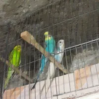 مرغ عشق