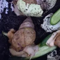 حلزون مولد ارایشی