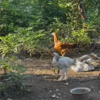 برهما|حیوانات مزرعه|لنگرود, |دیوار