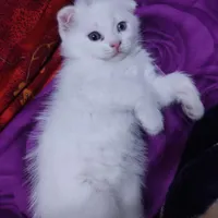 گربه اسکاتیش فولد سیلور