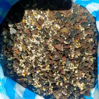 کوداکواریوم