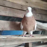 رنگی|پرنده|اهواز, امانیه|دیوار