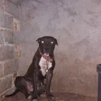 ماده پیتبول جفت خورده|سگ|اصفهان, باغ دریاچه|دیوار