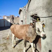 گاو آبستن سیمینتال