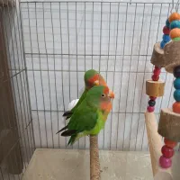 جفت طوطی برزیلی نرو ماده