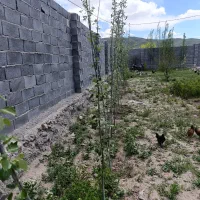 فروش اردک اسراییلی ومحلی