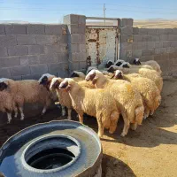 کاور ورن. بره قوچ.|حیوانات مزرعه|کوزران, |دیوار