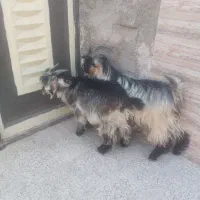 دو راَس بیگ نر چاق ایلاقی|حیوانات مزرعه|مسجد سلیمان, |دیوار